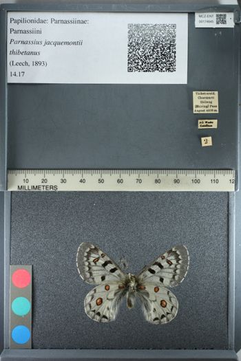 Media type: image;   Entomology 174645